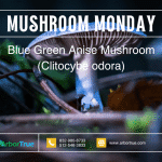 Mushroom Monday Blue Green Anise Mushroom Clitocybe odora