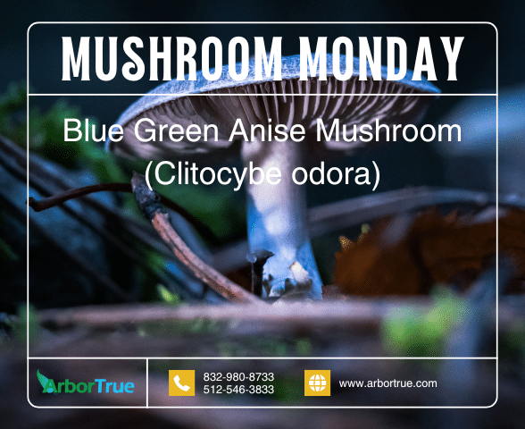 Mushroom Monday Blue Green Anise Mushroom Clitocybe odora