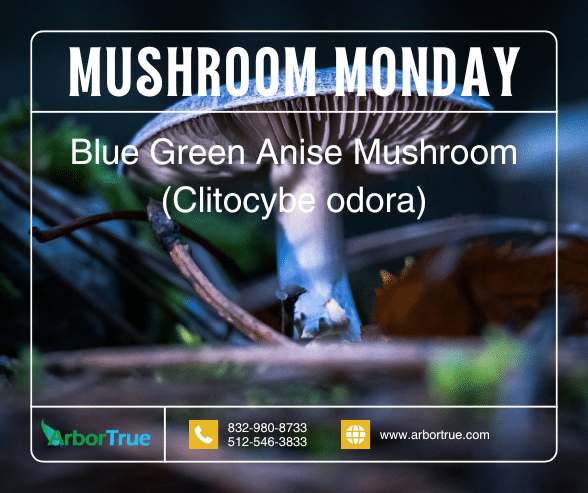 Mushroom Monday Blue Green Anise Mushroom Clitocybe odora