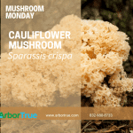 Mushroom Monday Cauliflower Mushroom Sparassis crispa