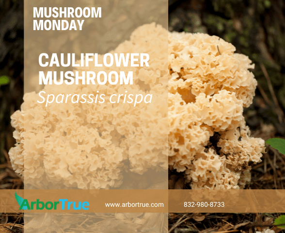 Mushroom Monday Cauliflower Mushroom Sparassis crispa