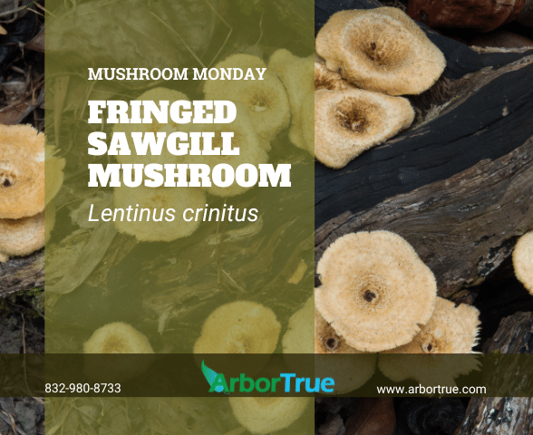 Mushroom Monday Fringed Sawgill Mushroom