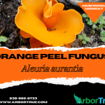 Mushroom Monday Orange Peel Fungus