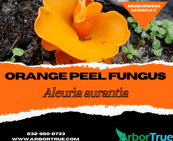 Mushroom Monday Orange Peel Fungus