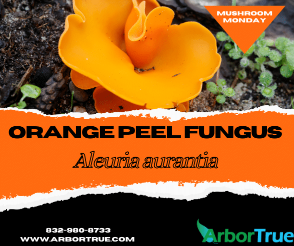 Mushroom Monday Orange Peel Fungus