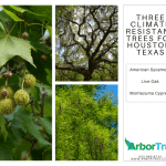 Three Climate Resistant Trees For Houston, Texas