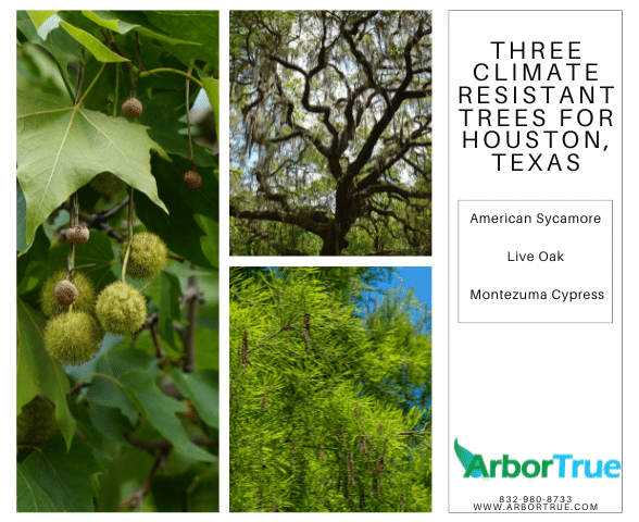 Three Climate Resistant Trees For Houston, Texas