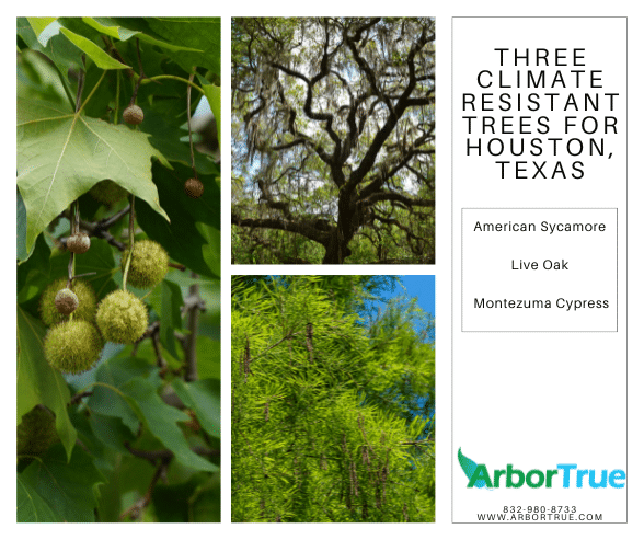 Three Climate Resistant Trees For Houston, Texas