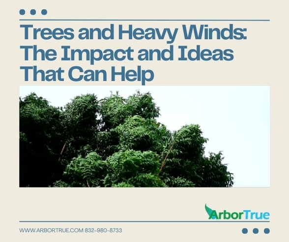 Trees and Heavy Winds The Impact and Ideas That Can Help