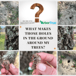 What Makes Those Holes In The Ground Around My Trees