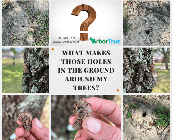 What Makes Those Holes In The Ground Around My Trees