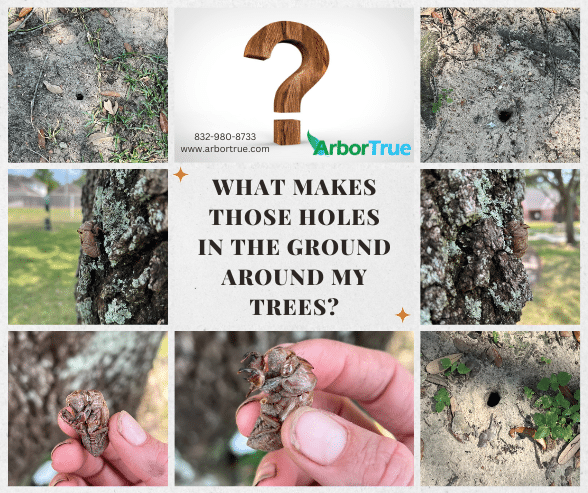 What Makes Those Holes In The Ground Around My Trees