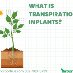 What is Transpiration in Plants