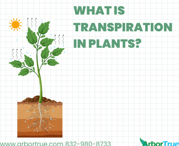 What is Transpiration in Plants