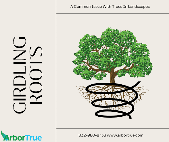 A Common Issue With Trees In Landscapes Girdling Roots