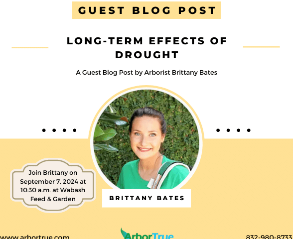 Long-Term Effects of Drought A Guest Blog Post by Arborist Brittany Bates