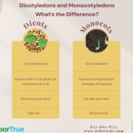 Dicotyledons and Monocotyledons - What's the Difference