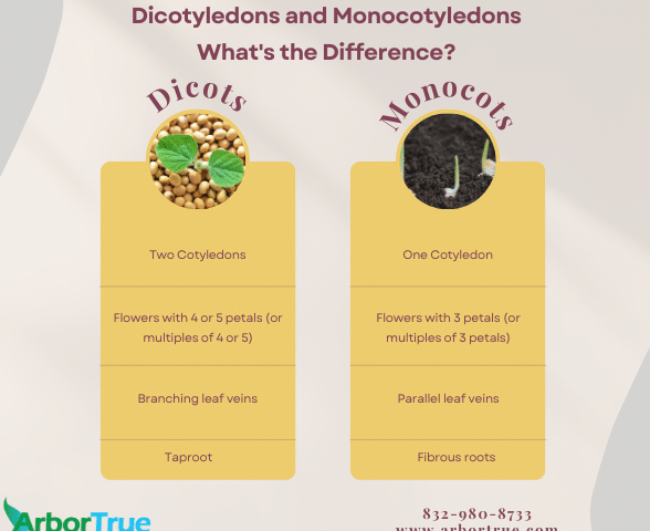 Dicotyledons and Monocotyledons - What's the Difference