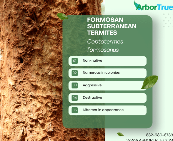 Formosan Subterranean Termites (Coptotermes Formosanus)