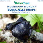 Mushroom Monday Black Jelly Drops Bulgaria inquinans