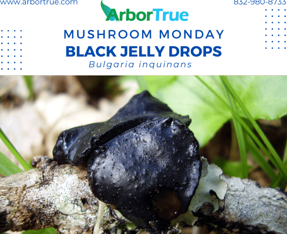 Mushroom Monday Black Jelly Drops Bulgaria inquinans