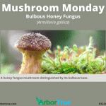 Mushroom Monday Bulbous Honey Fungus