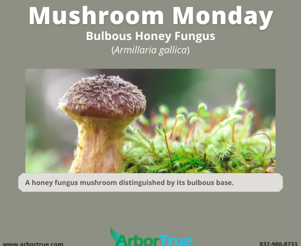 Mushroom Monday Bulbous Honey Fungus