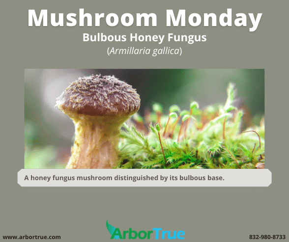 Mushroom Monday Bulbous Honey Fungus