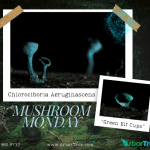 Mushroom Monday Green Elf Cups (Chlorociboria aeruginascens)