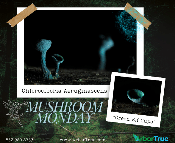 Mushroom Monday Green Elf Cups (Chlorociboria aeruginascens)