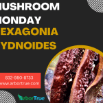 Mushroom Monday Hexagonia Hydnoides