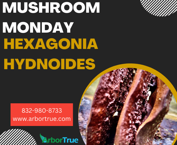 Mushroom Monday Hexagonia Hydnoides