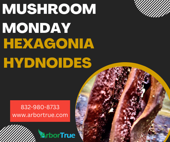 Mushroom Monday Hexagonia Hydnoides