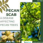 Pecan Scab A Disease Affecting Pecan Trees