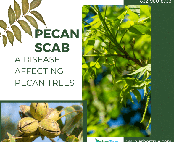 Pecan Scab A Disease Affecting Pecan Trees