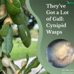 They've Got a Lot of Gall Cynipid Wasps