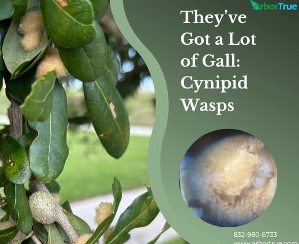 They've Got a Lot of Gall Cynipid Wasps