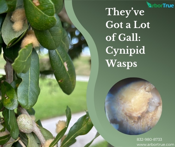 They've Got a Lot of Gall Cynipid Wasps