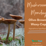 Mushroom Monday Olive-Brown Waxy-Cap (Hygrophorus hypothejus)