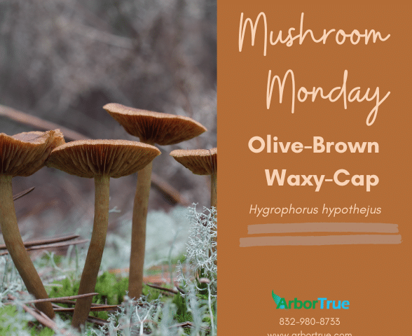 Mushroom Monday Olive-Brown Waxy-Cap (Hygrophorus hypothejus)