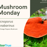 Mushroom Monday Pycnoporus cinnabarinus