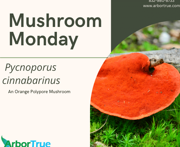 Mushroom Monday Pycnoporus cinnabarinus