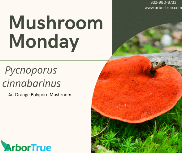 Mushroom Monday Pycnoporus cinnabarinus