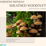 Mushroom Monday Sheathed Woodtuft