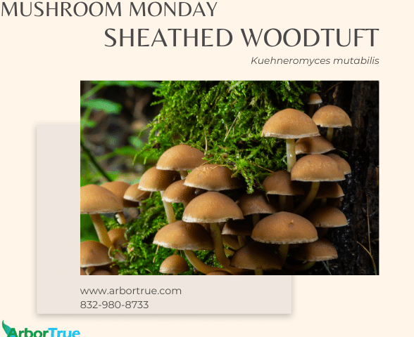 Mushroom Monday Sheathed Woodtuft