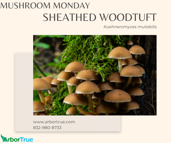 Mushroom Monday Sheathed Woodtuft