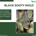 Black Sooty Mold