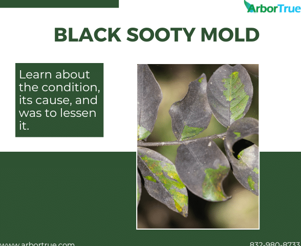 Black Sooty Mold