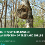 Botryosphaeria Canker An Infection of Trees and Shrubs