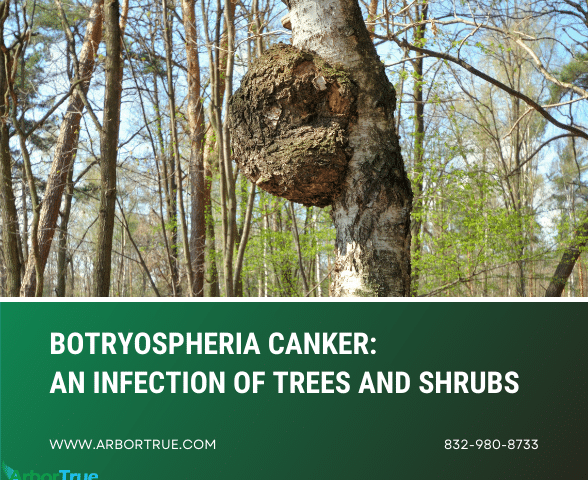 Botryosphaeria Canker An Infection of Trees and Shrubs